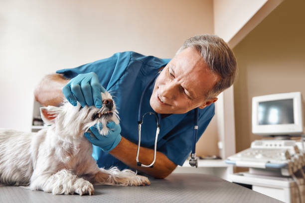 Best Walk-In Emergency Dental Services in Groesbeck, TX